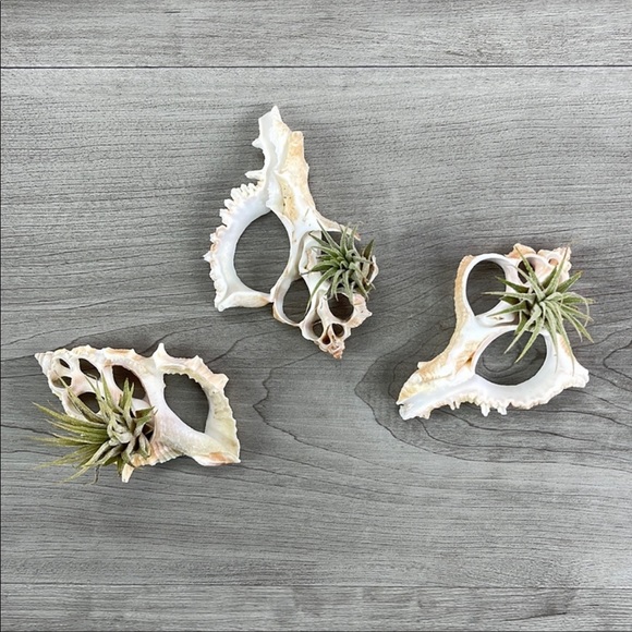 🌿Air Plant in a Shell🌿 - Picture 3 of 6